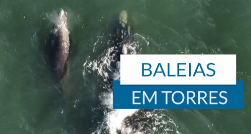 Baleias em Torres